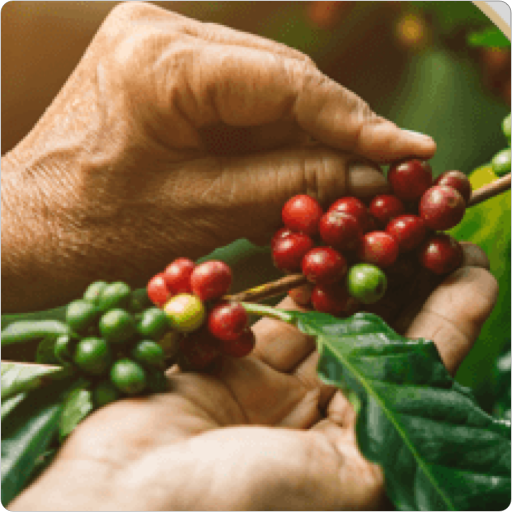 Aprovizionarea cu cafea