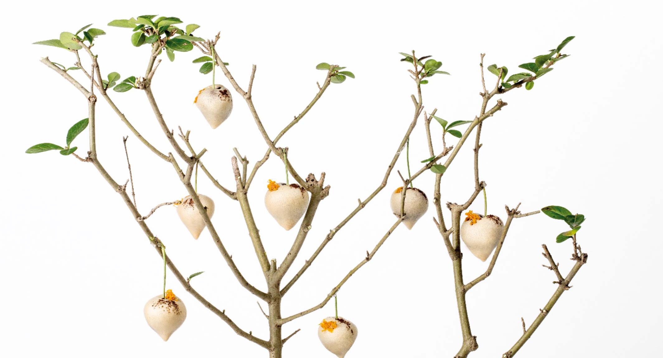 desert albero di ciliegie